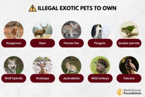 What exotic pets are legal to own in UK
