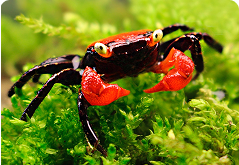 Red devil vampire crab chilling in moss