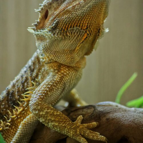 Bearded Dragon