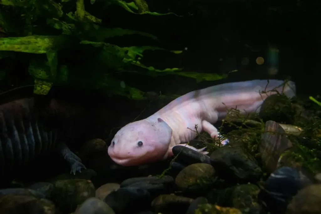 an axolotl swimming at the bottom of a tank