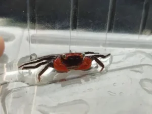A small red vampire crab with two prominent red claws is shown in a clear plastic container.