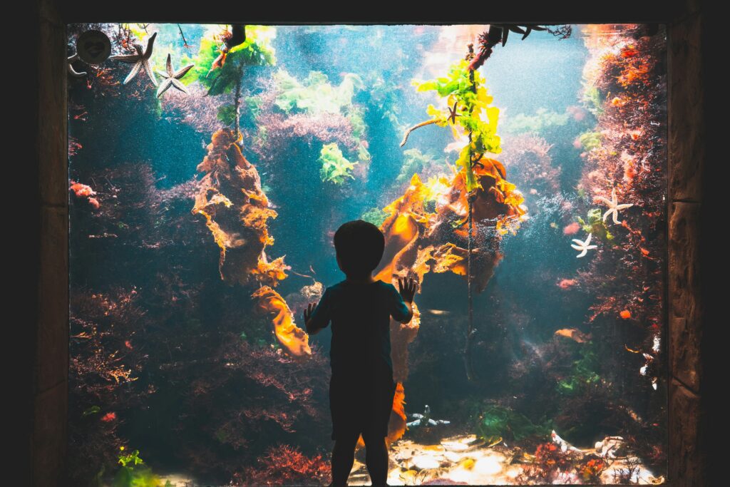 Child learning about fish standing in front of aquarium