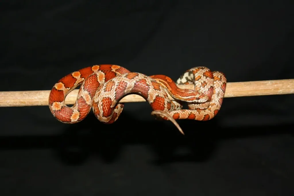 a corn snake swirled around a stick