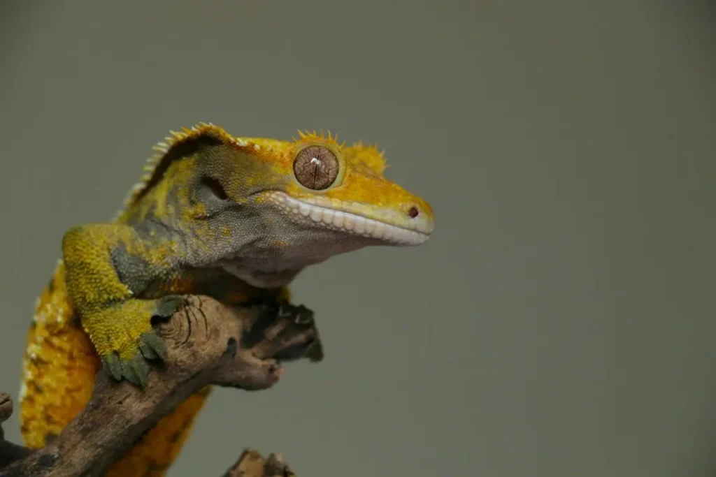 a crested gecko sitting on a branch