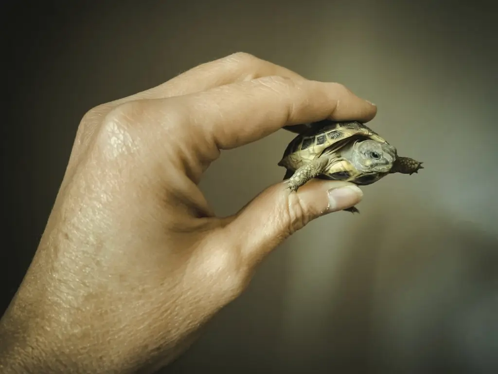 Hand holding little turtle in between fingers