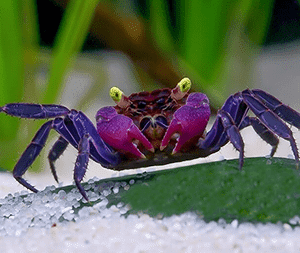 Vampire crab in a planted terrarium with moss and sand.