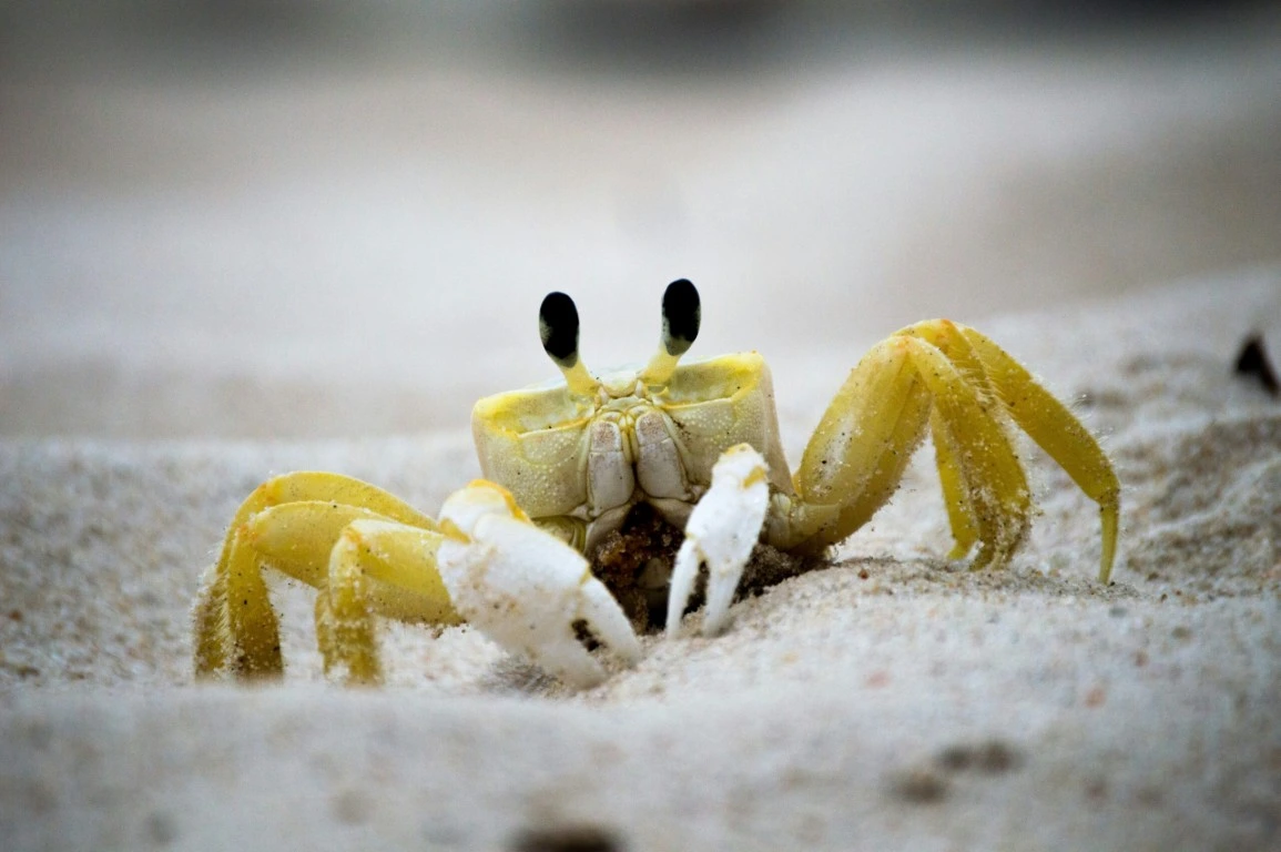 Süße gelbe Krabbe im Sand