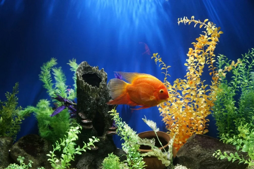 Bright orange fish swimming in a colorful aquarium with green and yellow aquatic plants, rocks, and a hollow log decoration