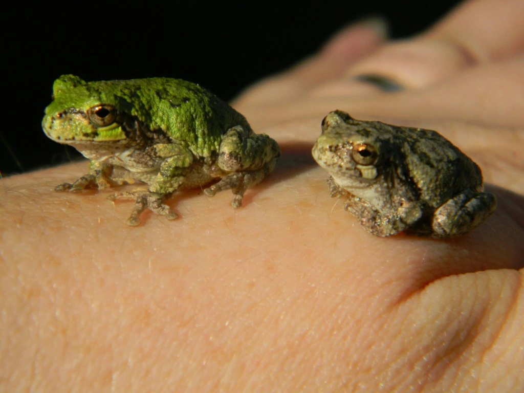 Ein Frosch und ein Frosch sitzen auf einer Hand