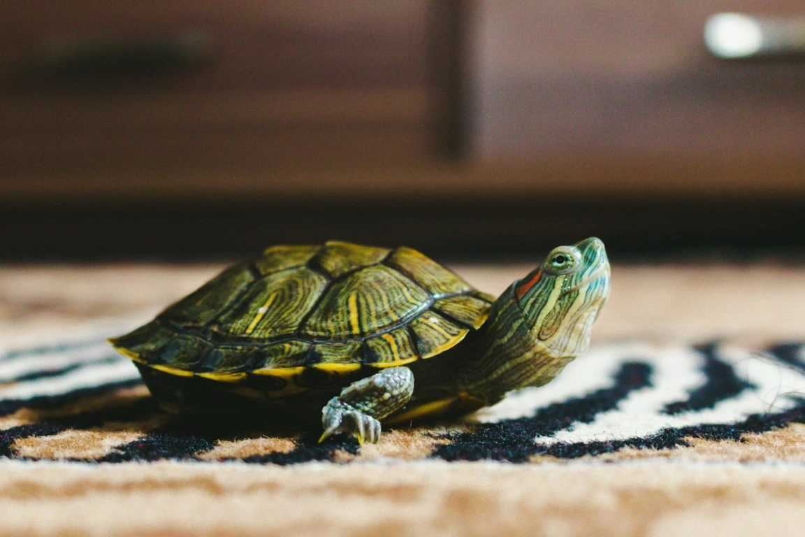 Schildkröte auf einem gemusterten Teppich