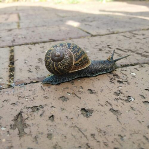 African Snail