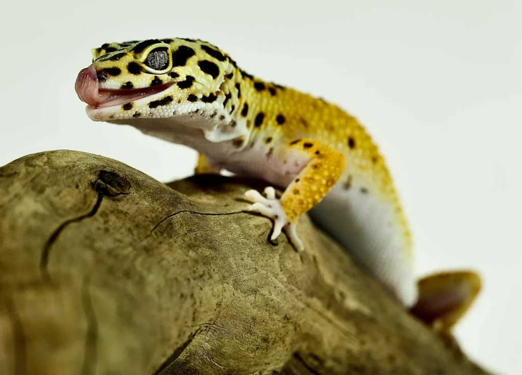 Leopard gecko on driftwood inside a terrarium kit