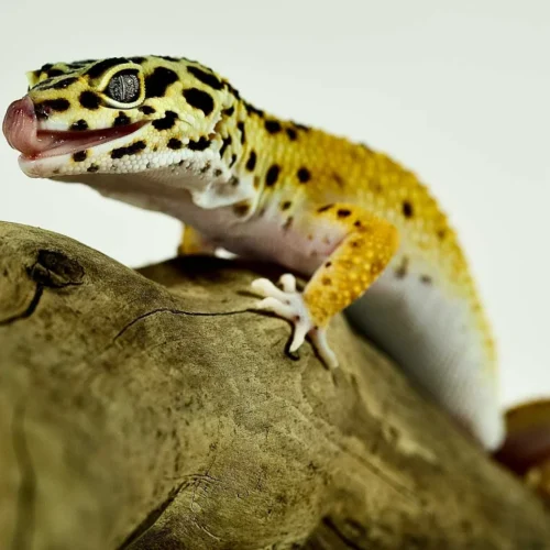 Leopard gecko on driftwood inside a terrarium kit