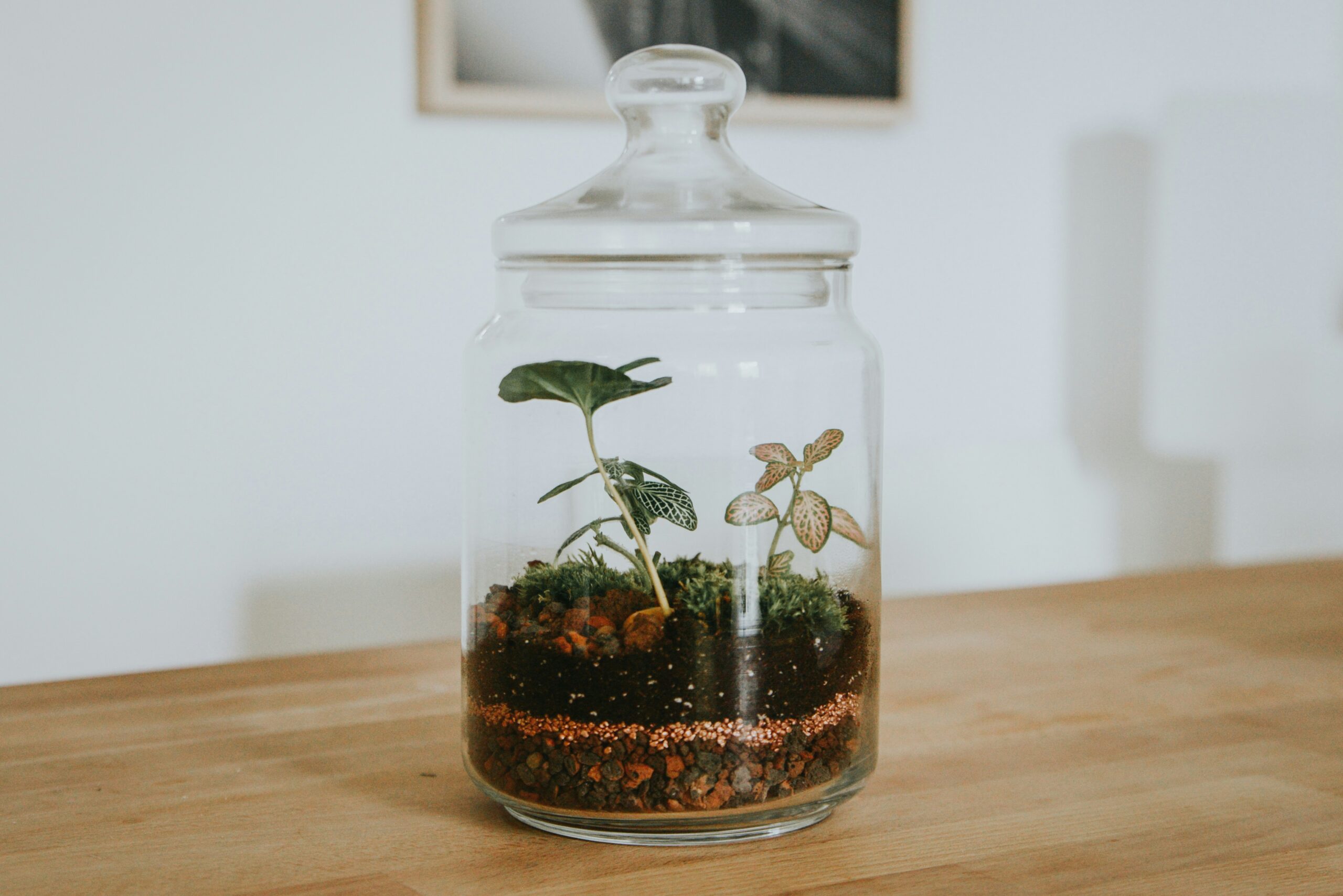 Ein kleines Terrarium in einem Glasgefäß mit Deckel, das zwei kleine Pflanzen und Schichten aus Erde und Kieselsteinen enthält und auf einem Holztisch steht.