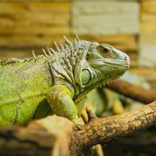 Green Iguana