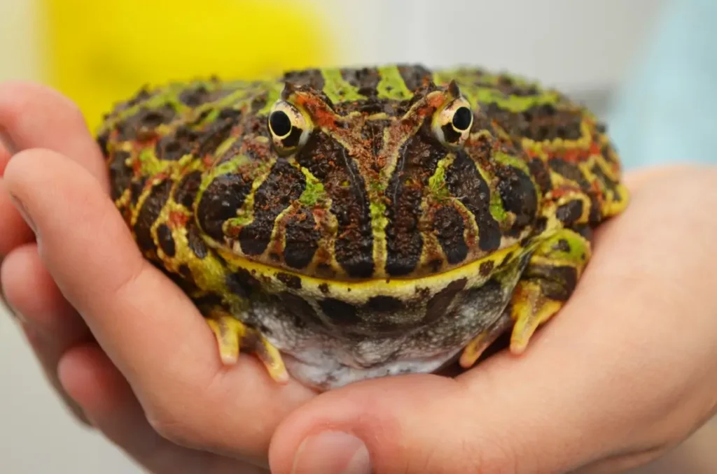 a pacman frog being held in the hand of its owner