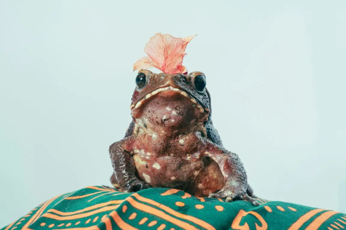 Süße Frosch sitzt auf einer Decke mit einer Blume auf dem Kopf