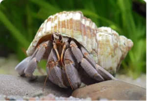 A close-up of a hermit crab on a sandy surface, partially hidden in its striped shell.
