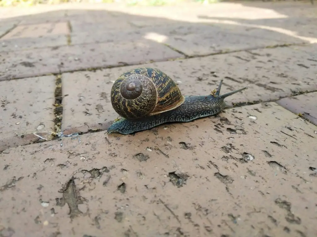 Schnecke auf Betonboden