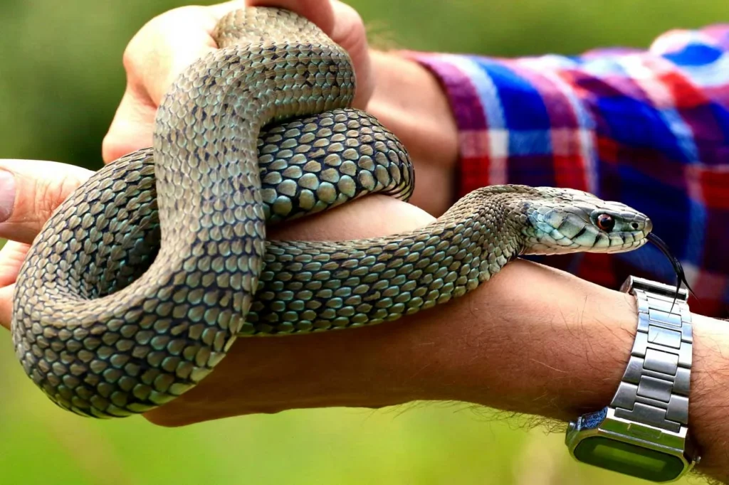 Exotic pet snake coiled around a person’s arm