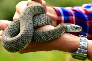 Exotic pet snake coiled around a person’s arm