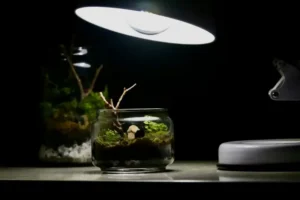 A terrarium with moss and a small stick is sitting on a table under a bright desk lamp, with another terrarium visible in the blurry background