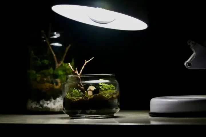 A terrarium with moss and a small stick is sitting on a table under a bright desk lamp, with another terrarium visible in the blurry background