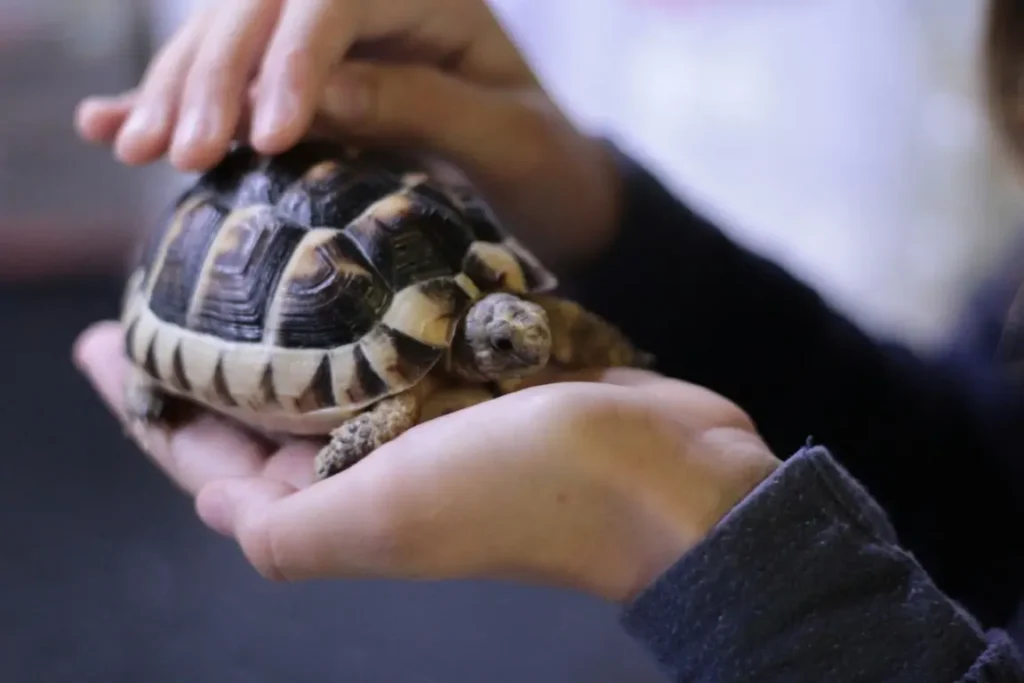 a tort