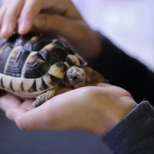 a tort