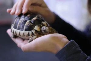 Schildkröte in den Händen ihres Besitzers wird gestreichelt