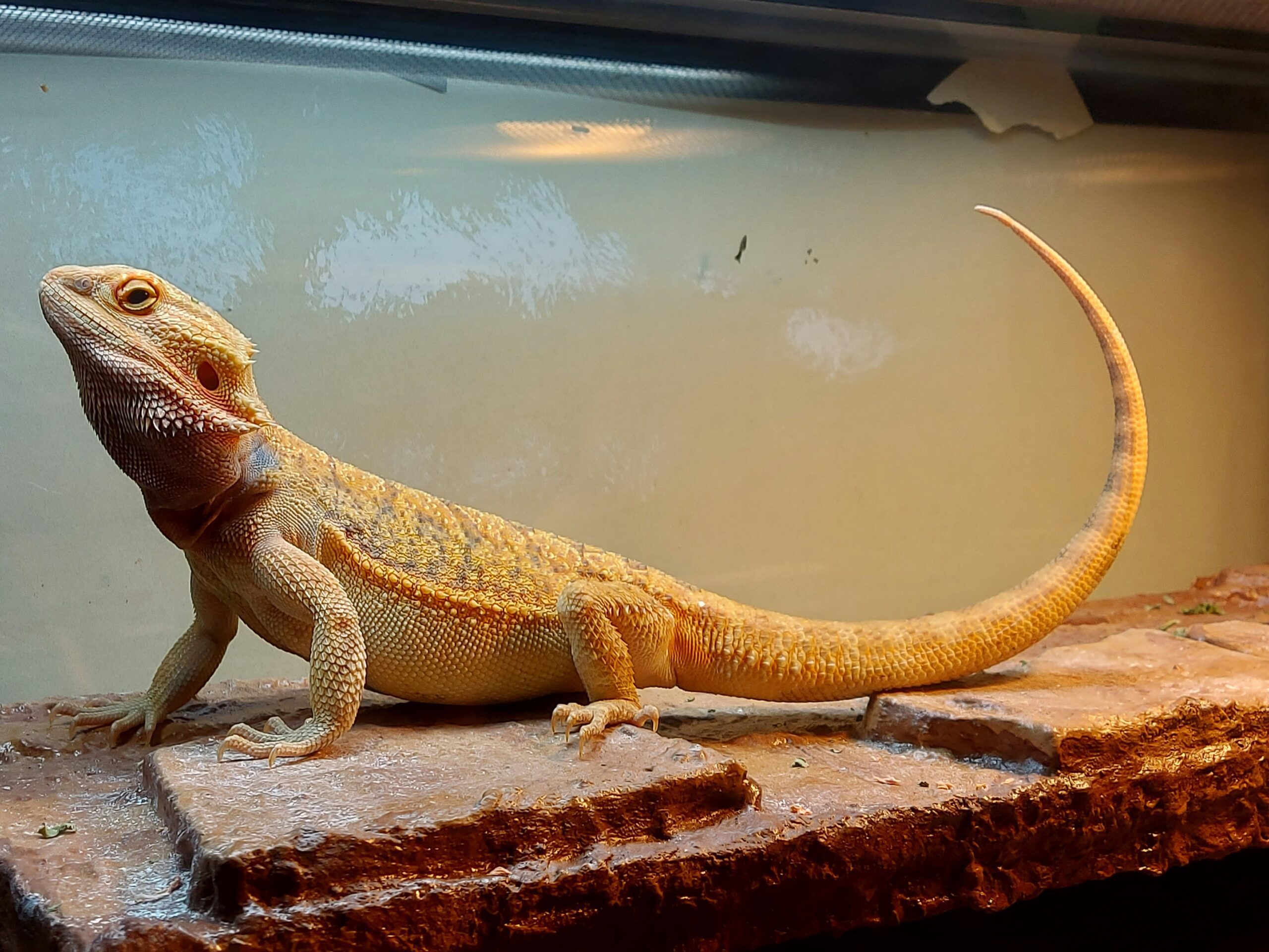 Bearded Dragon - Image 2