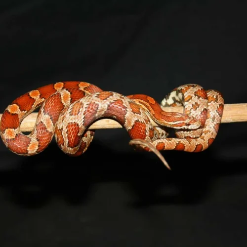 corn snake with orange and red scales coiled on a branch inside a terrarium