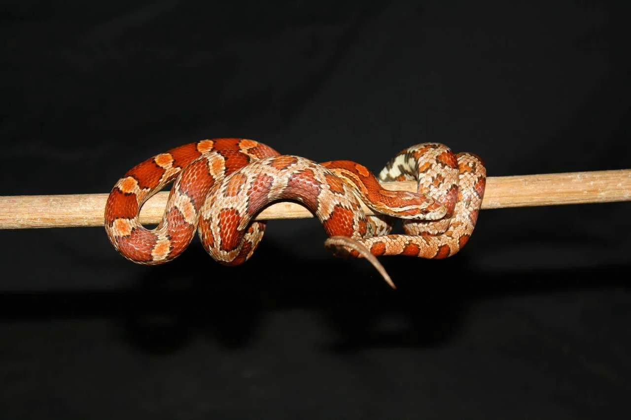 corn snake with orange and red scales coiled on a branch inside a terrarium