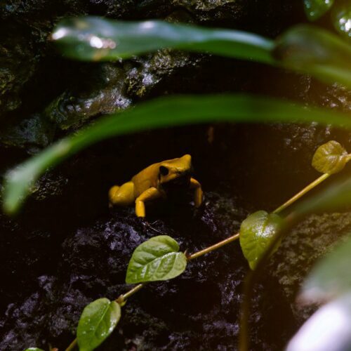 Yellow Poison Dart Frog
