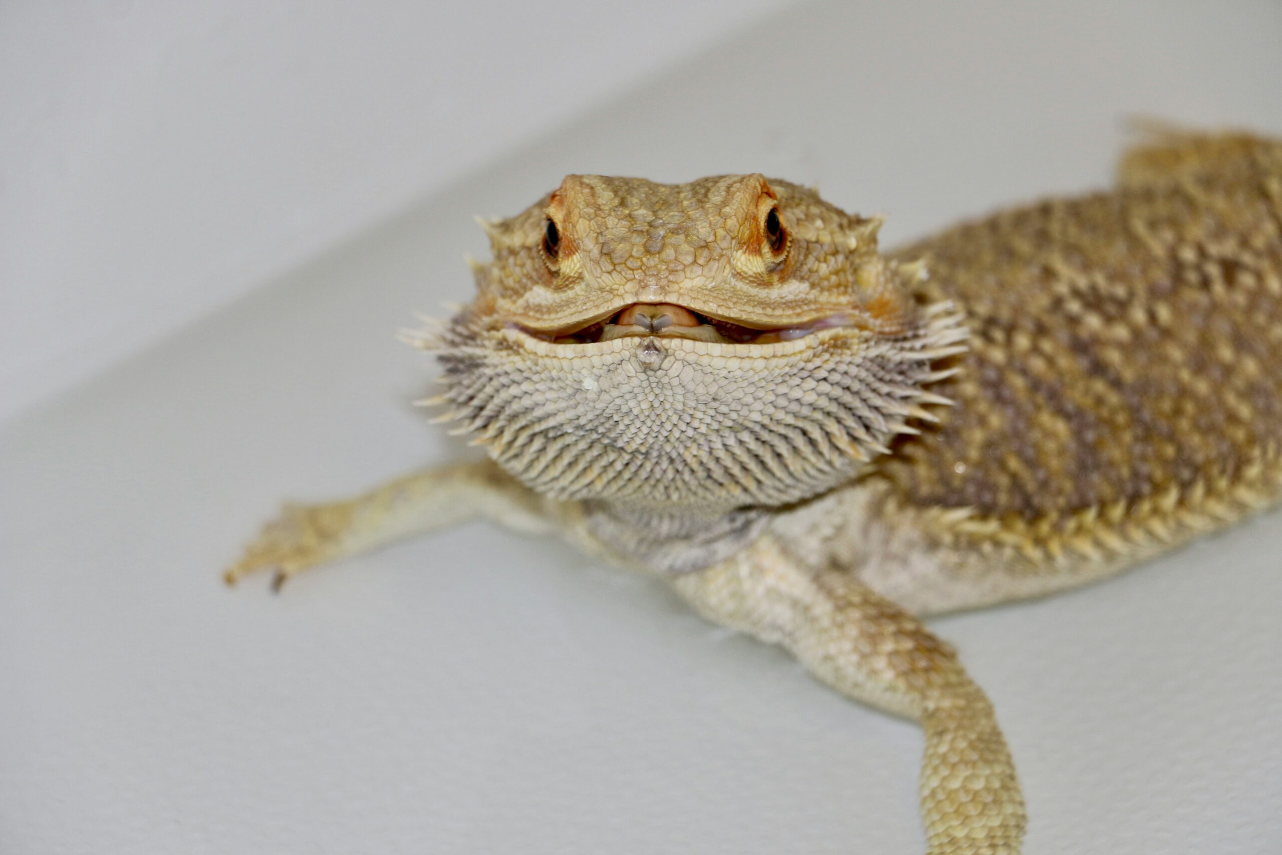 Bearded Dragon - Image 3
