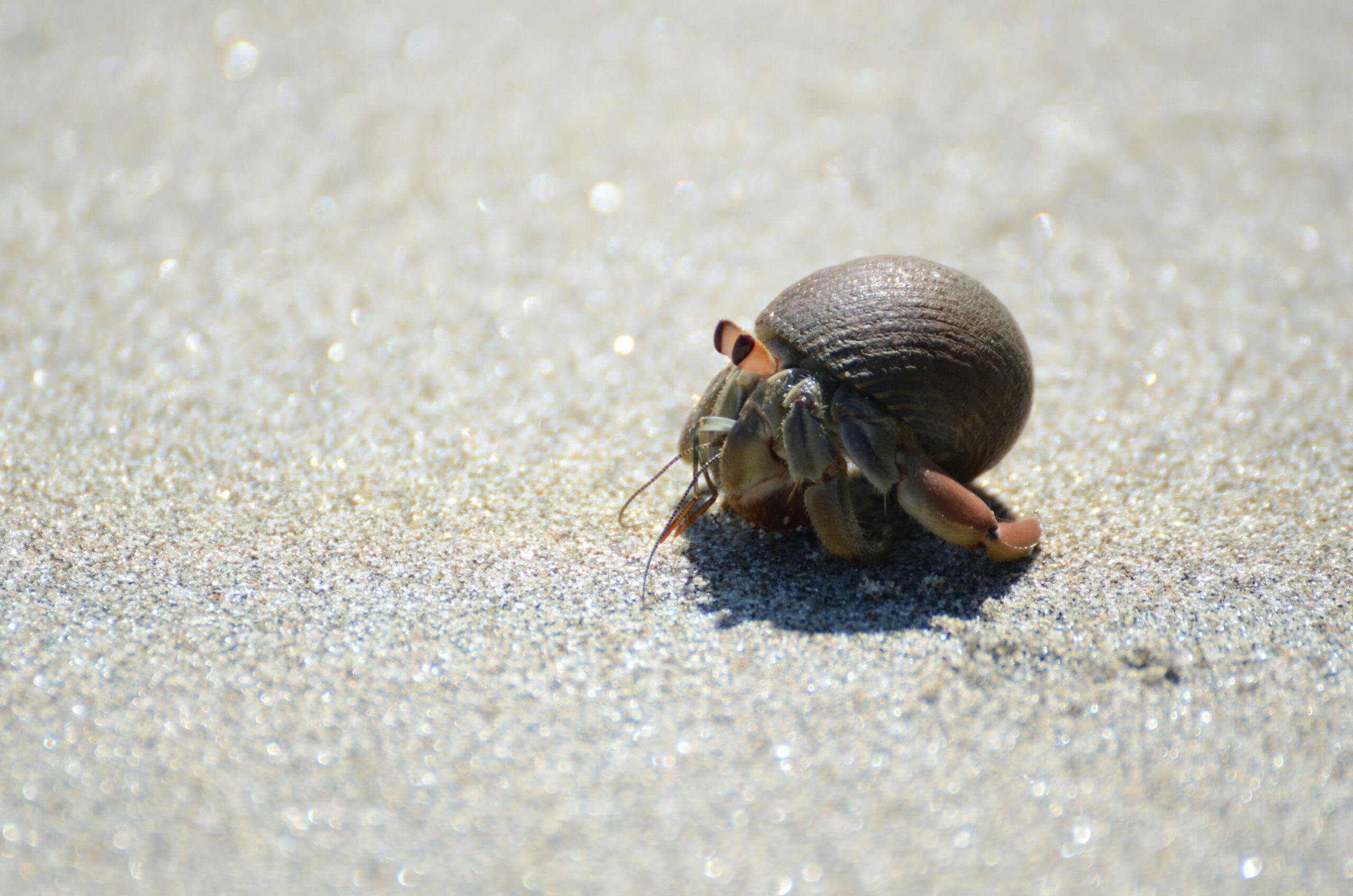 Hermit Crab - Image 2