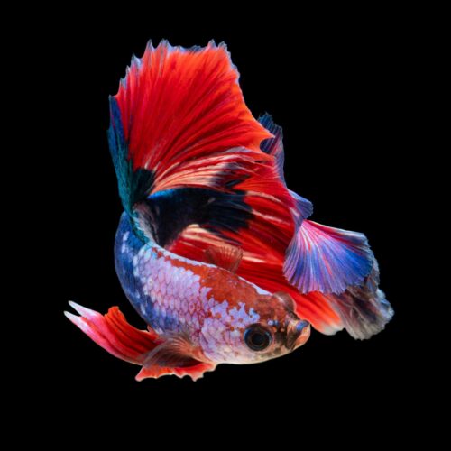 Betta Fish