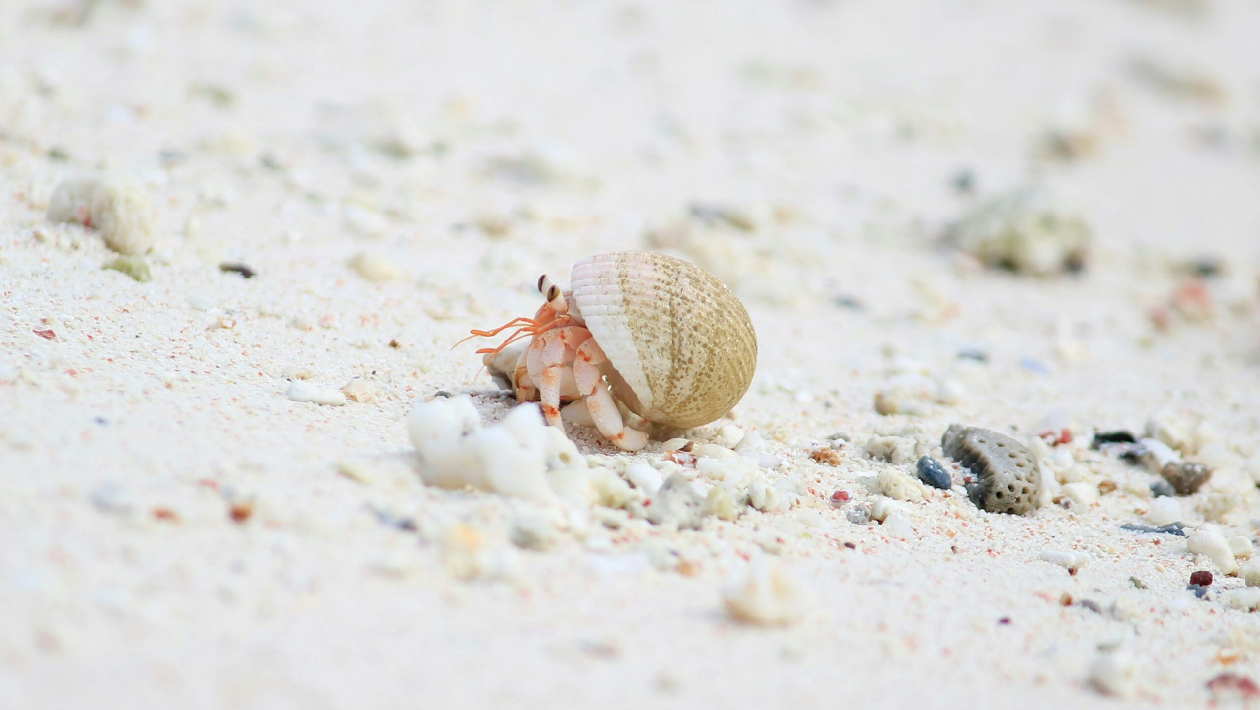 Hermit Crab - Image 3