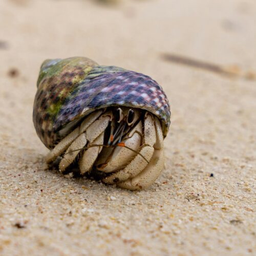 Hermit Crab
