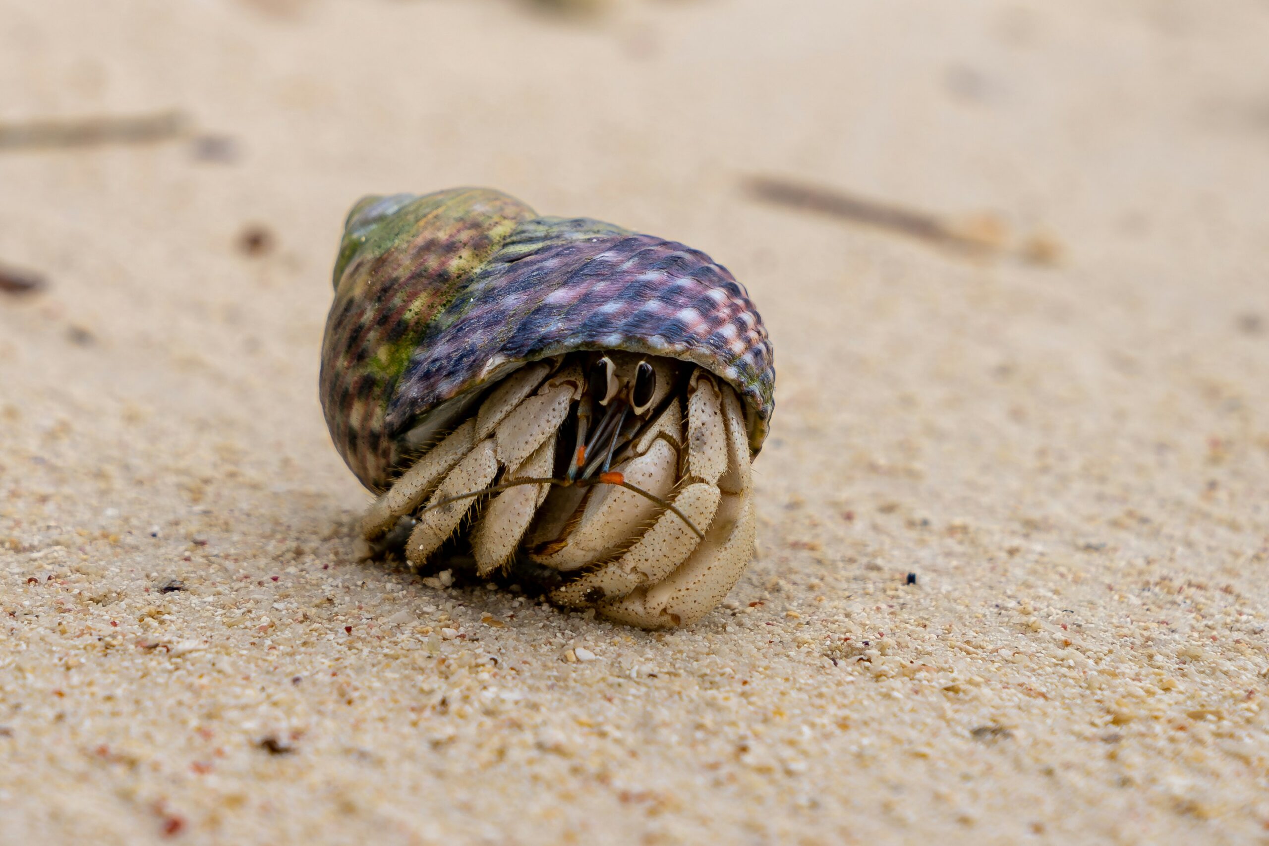 Hermit Crab